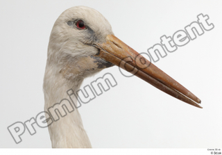 Black stork head 0002.jpg